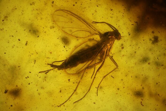 Fossil Fly (Diptera) In Baltic Amber #142220
